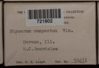 Physarum compactum image